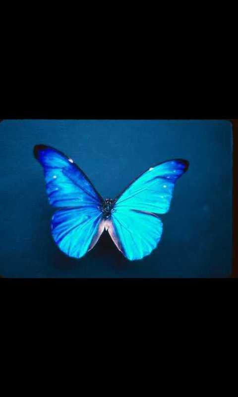 Butterfly Live Wallpaper For Android