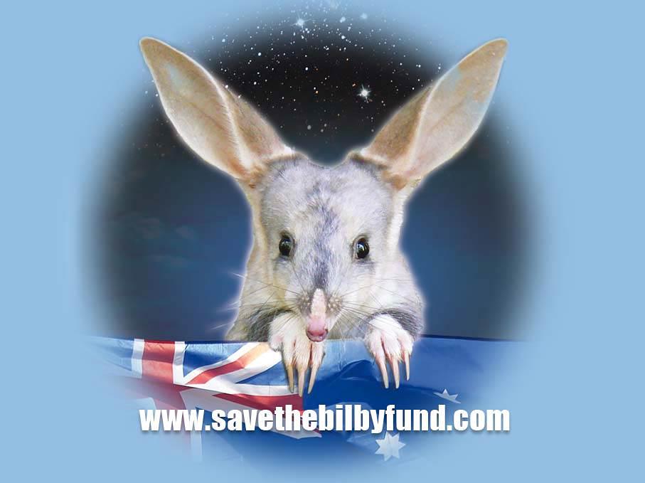 Free Bilby Wallpaper download   Animals Town