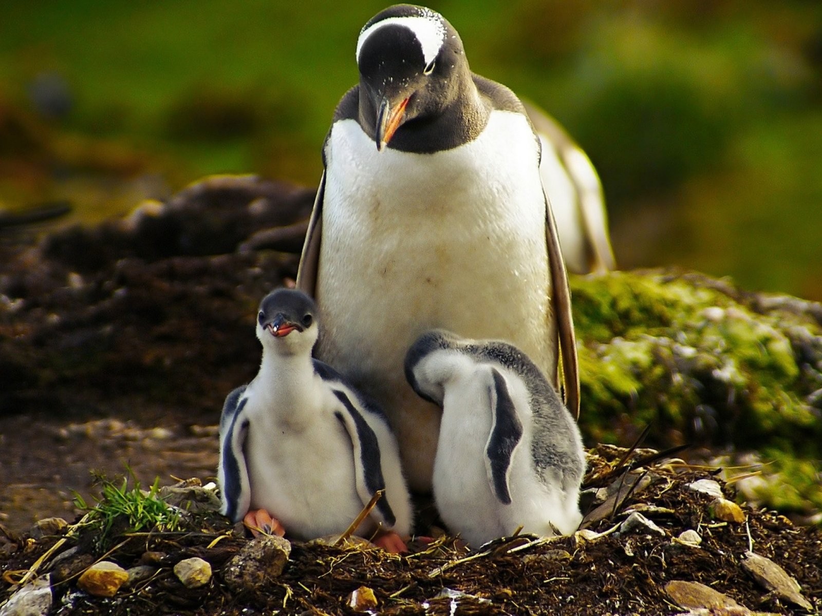 Penguin And Baby Animal World Wallpaper HD Cool