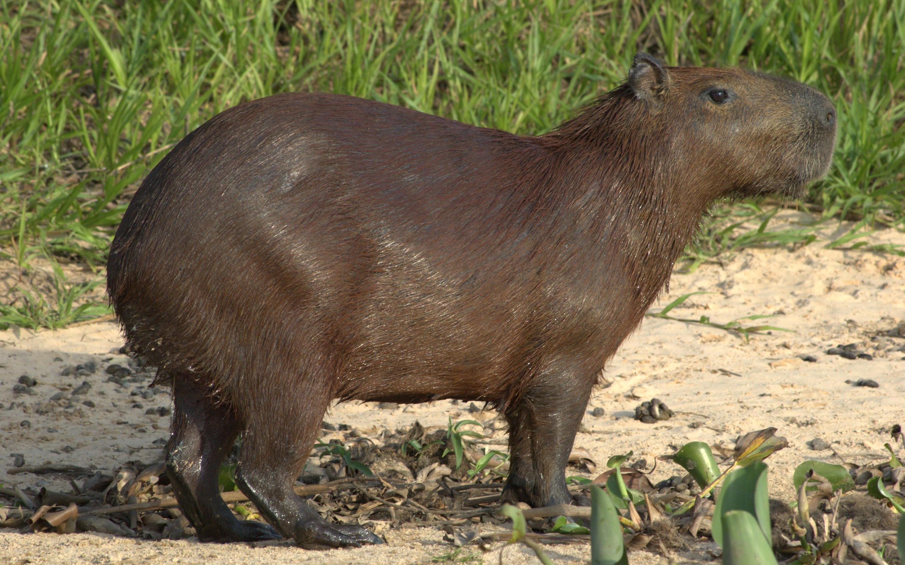 Capybara HD Wallpaper Background Image Id