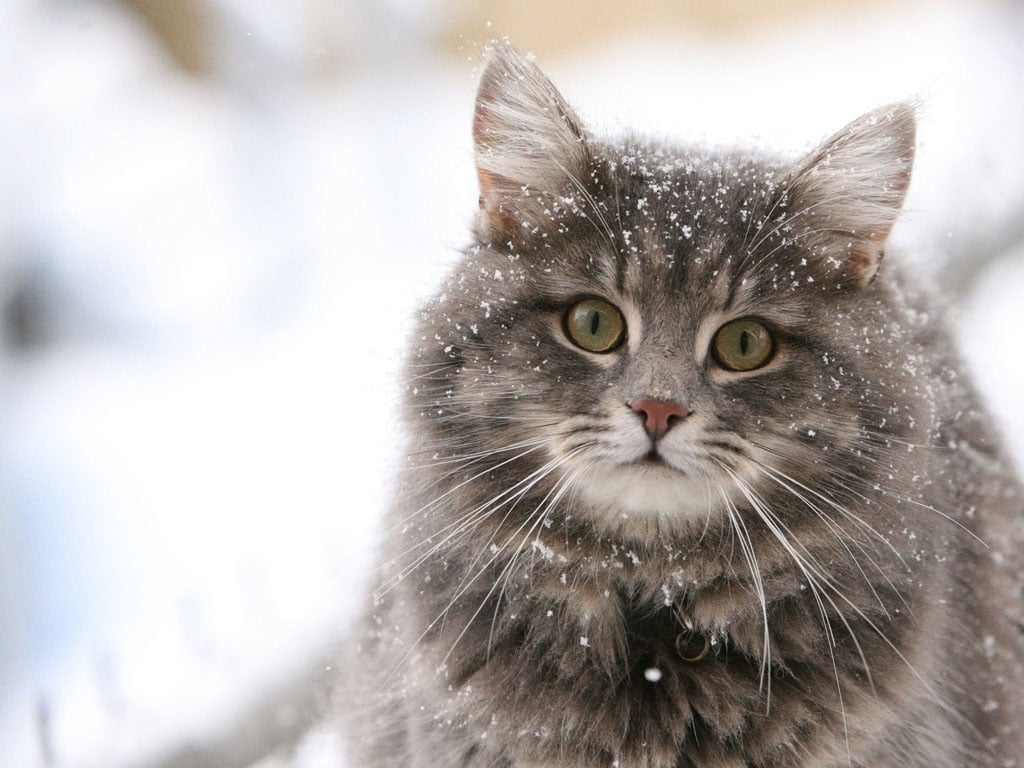 Cute cat in the snow desktop wallpaper Programming Resource Center 1024x768