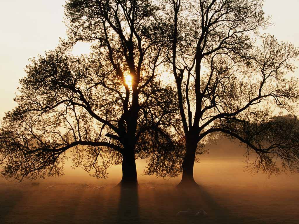 Background Collections tree wallpaper hd 1024x768