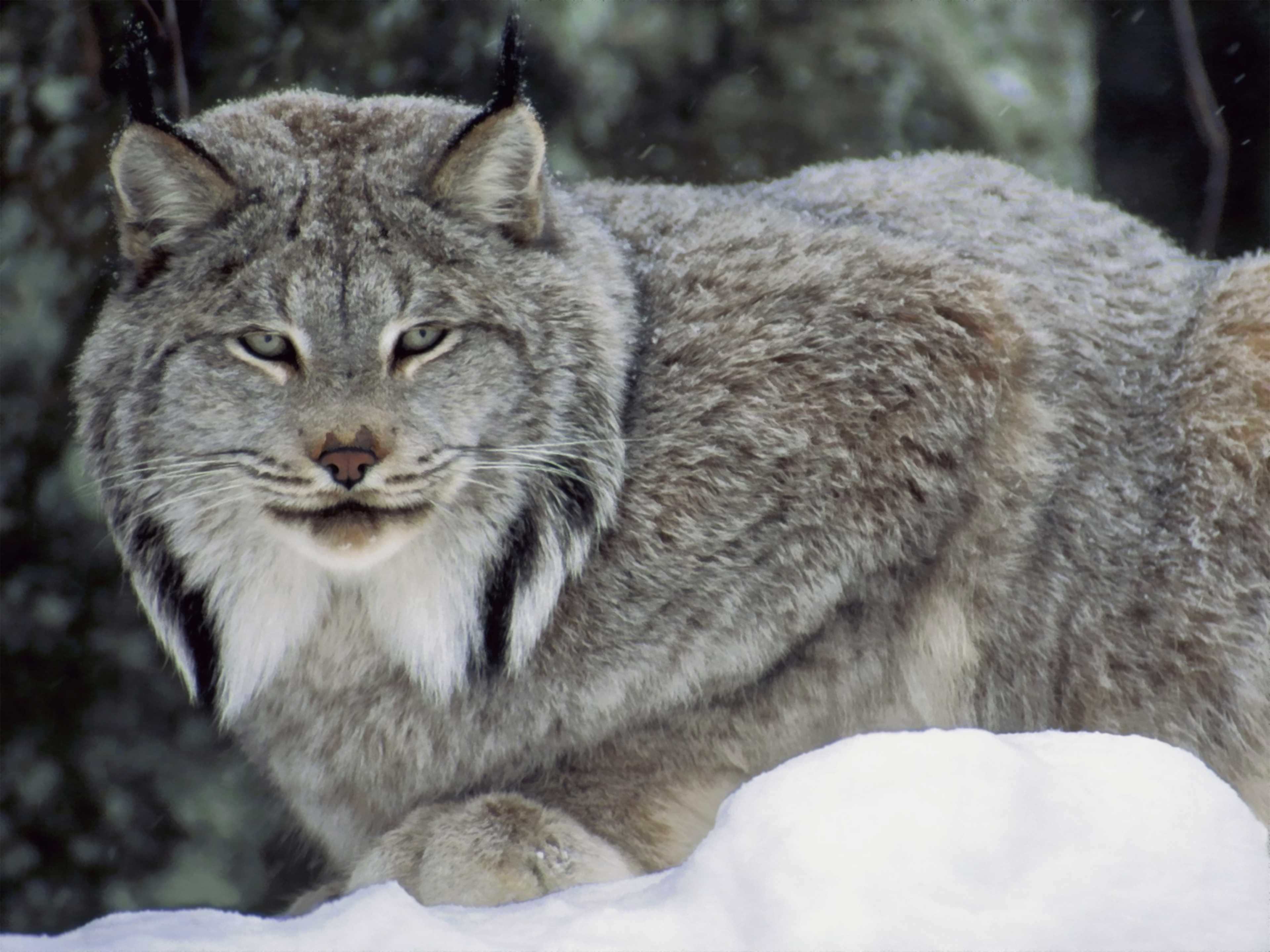Canadian Lynx Hunting HD Wallpaper Background Images