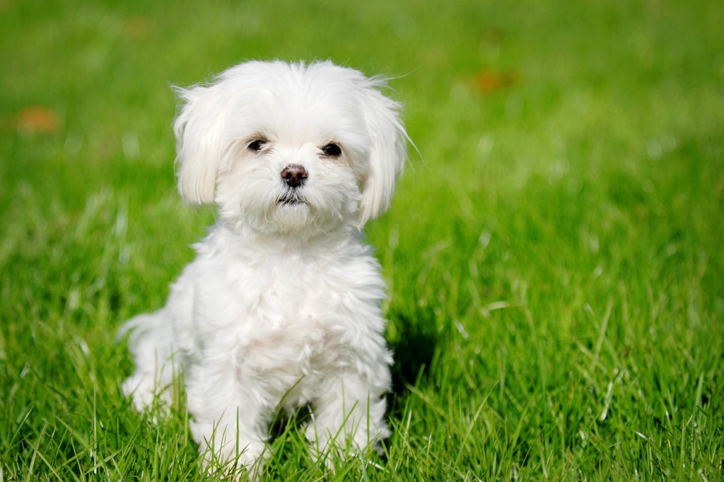 Maltese Terrier Dog Puppy Pictures And Wallpaper