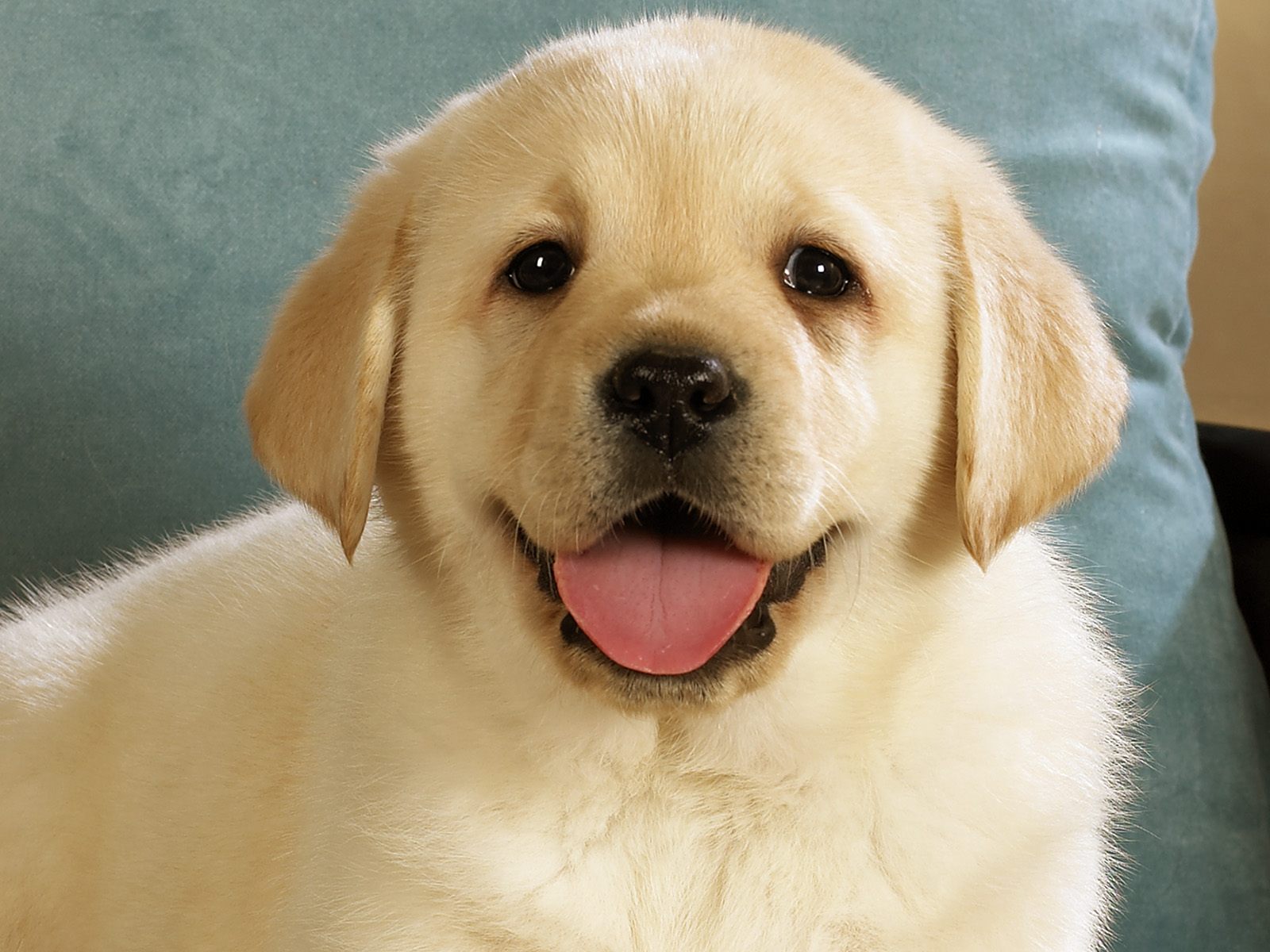 Wallpaper Dog Labrador Puppy Tongue Cute
