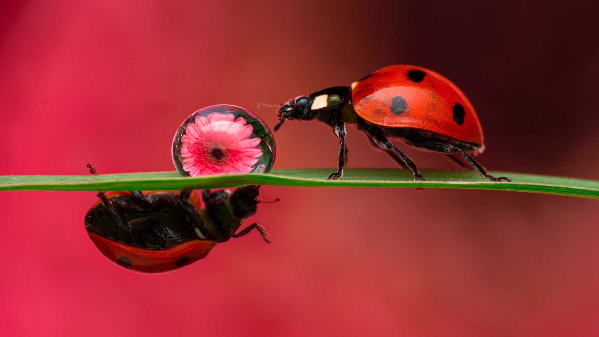 Insect Animals HD Wallpaper Nature Image