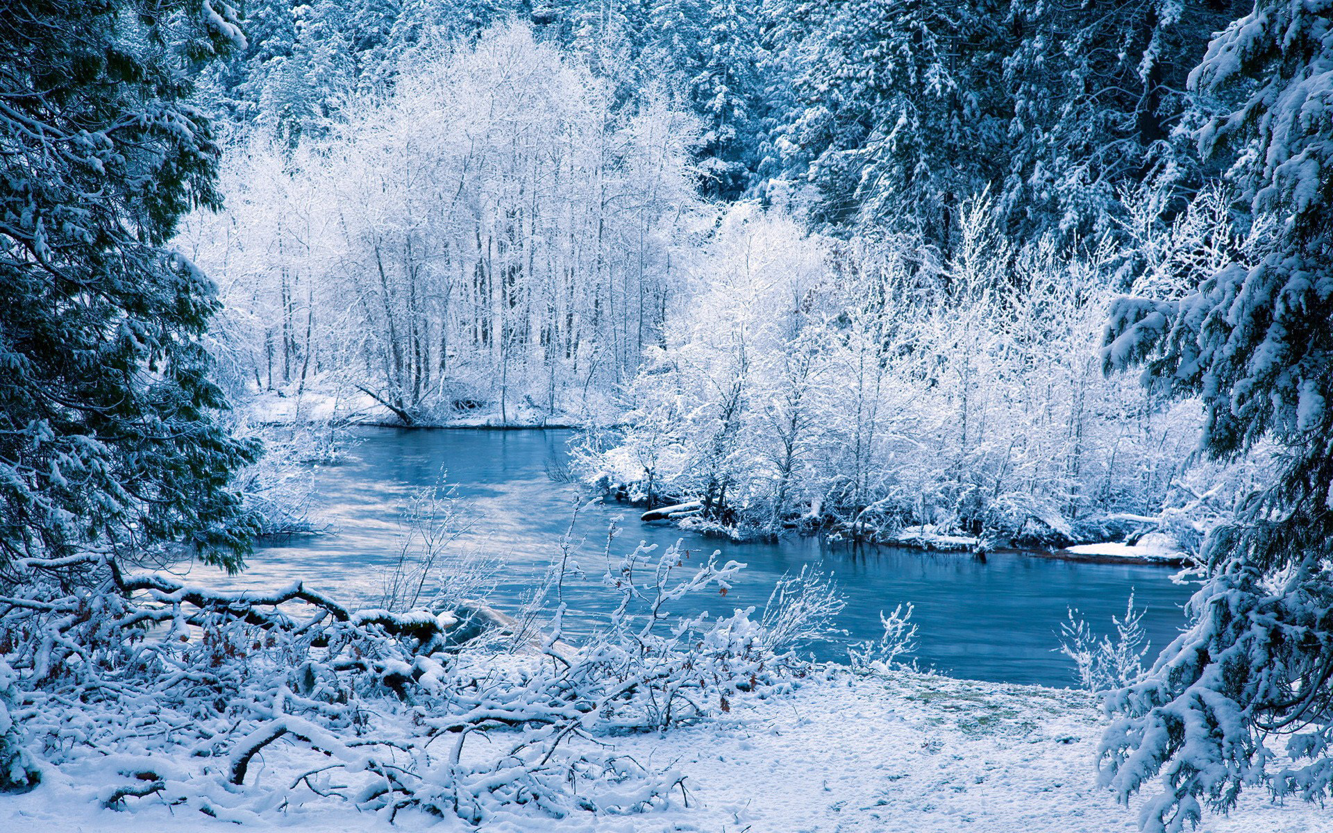 Snow Frost Rivers Shore Trees Forest Seasonal Wallpaper Background