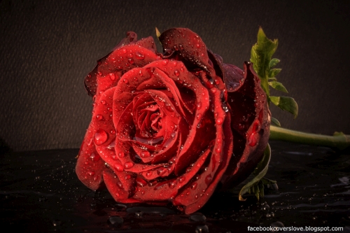 Covers Love Red Rose Wallpaper Gift For You