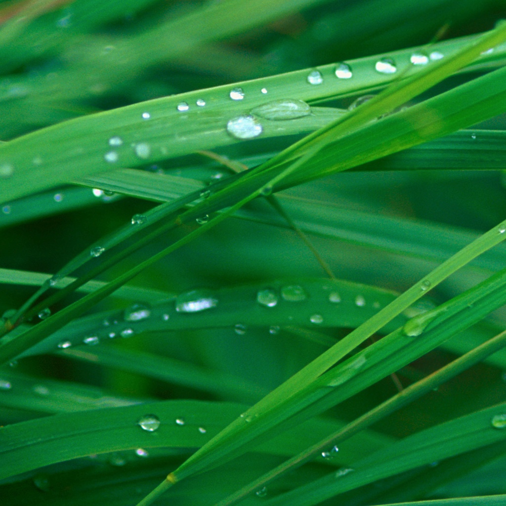 Cute Grass Blades backgrounds wallpaper for your iPadiPad2 and
