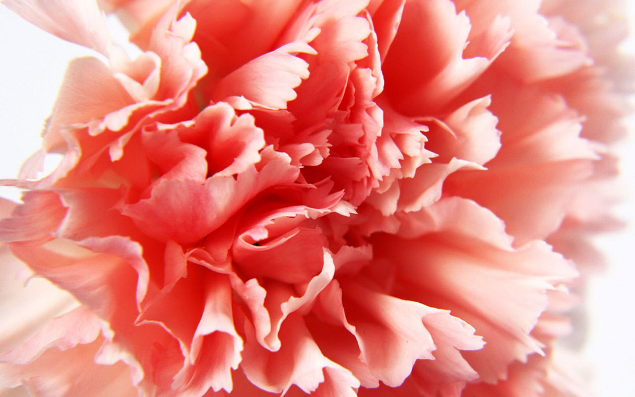 Wallpaper Online Flowers Carnations
