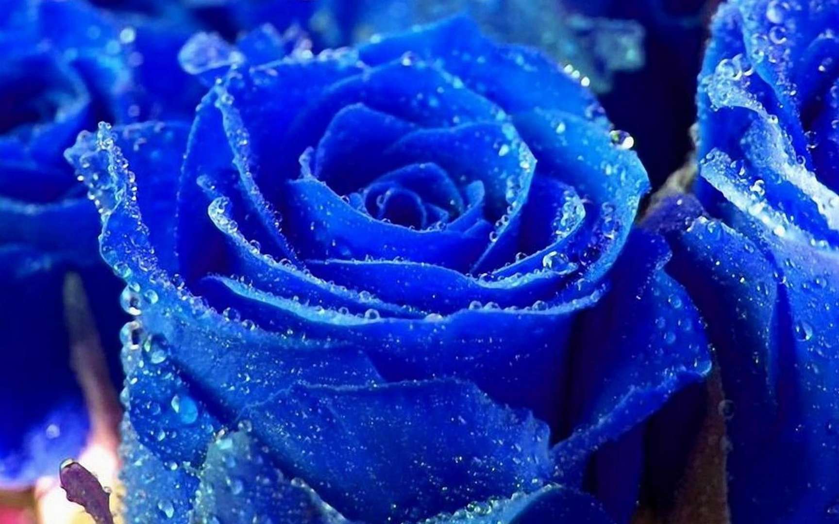 Dark Blue Rose Abstract Wallpaper