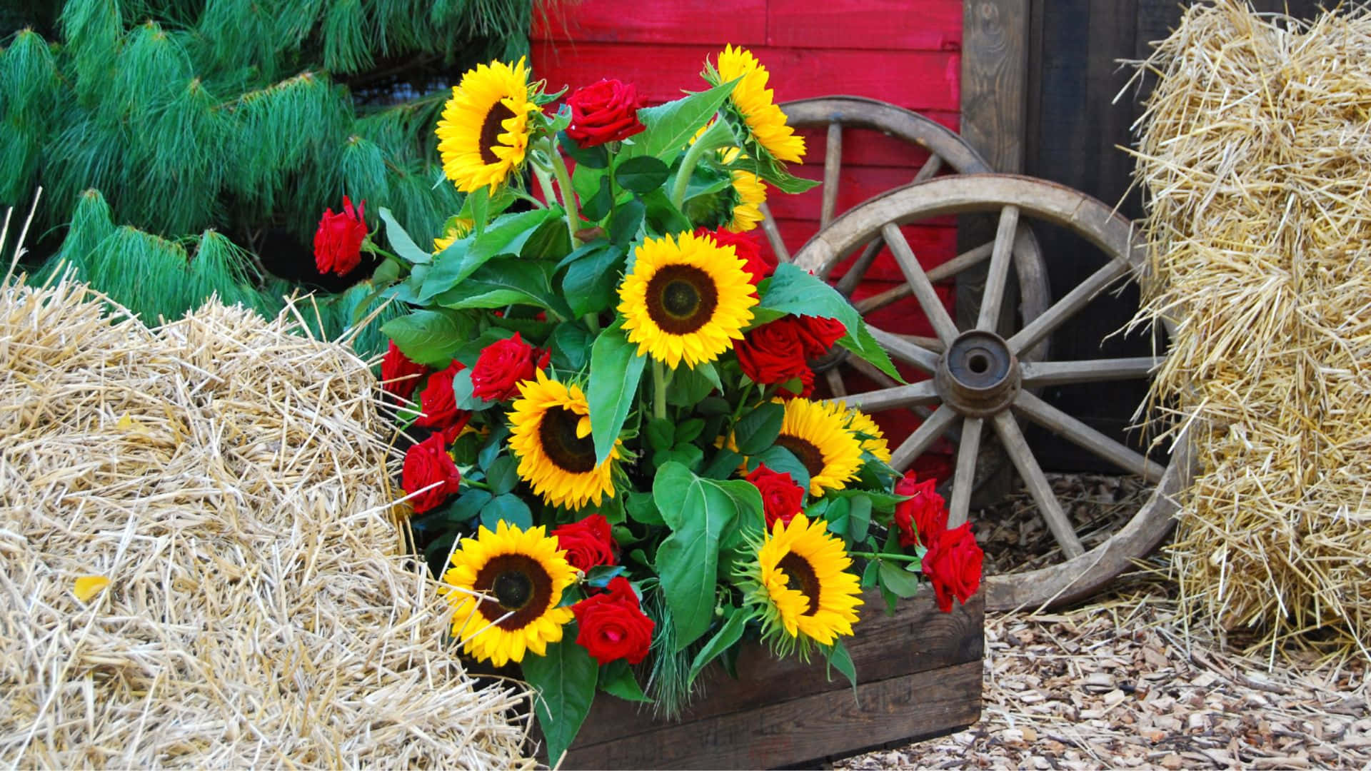 A Vibrant And Colorful Bouquet Of Sunflowers Roses Wallpaper