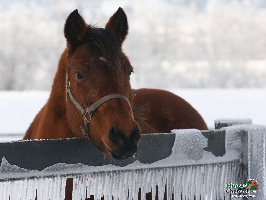 Displaying Image For Winter Scenes With Horses