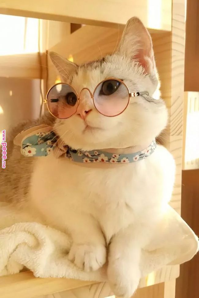 Fancy cat dressed up with scarf and glasses fashioncat cat