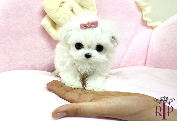 Teacup Maltese Puppies And Dog Pictures Gallery Of Animals
