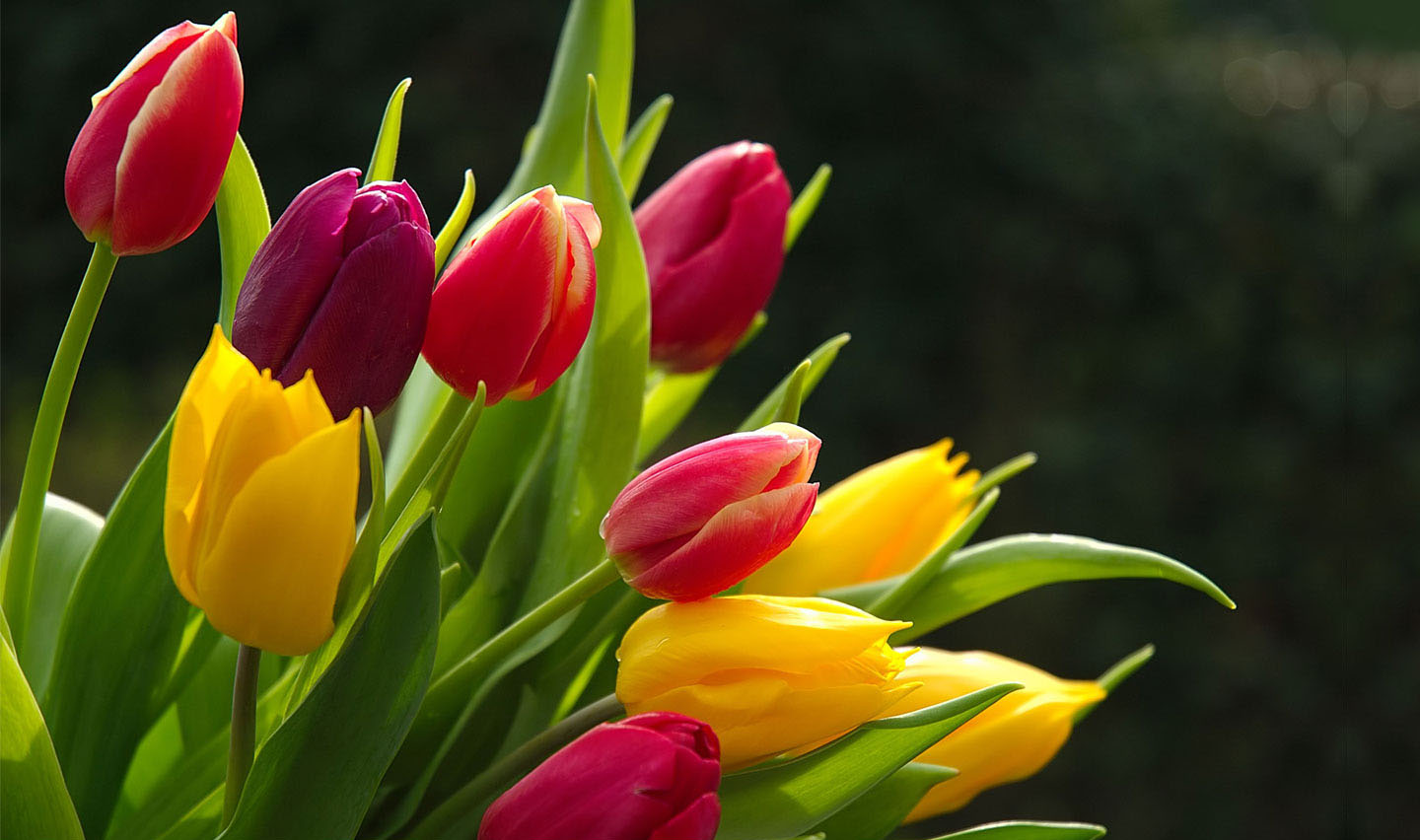 Floral Desktop Wallpaper
