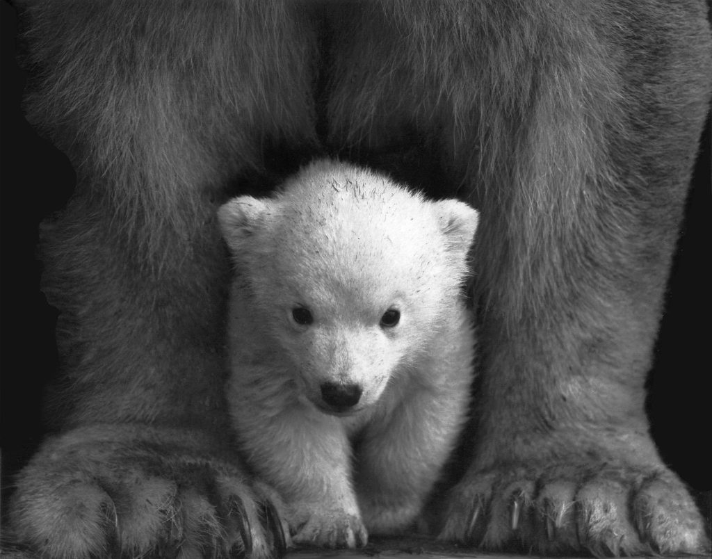 Baby Bear Wallpaper
