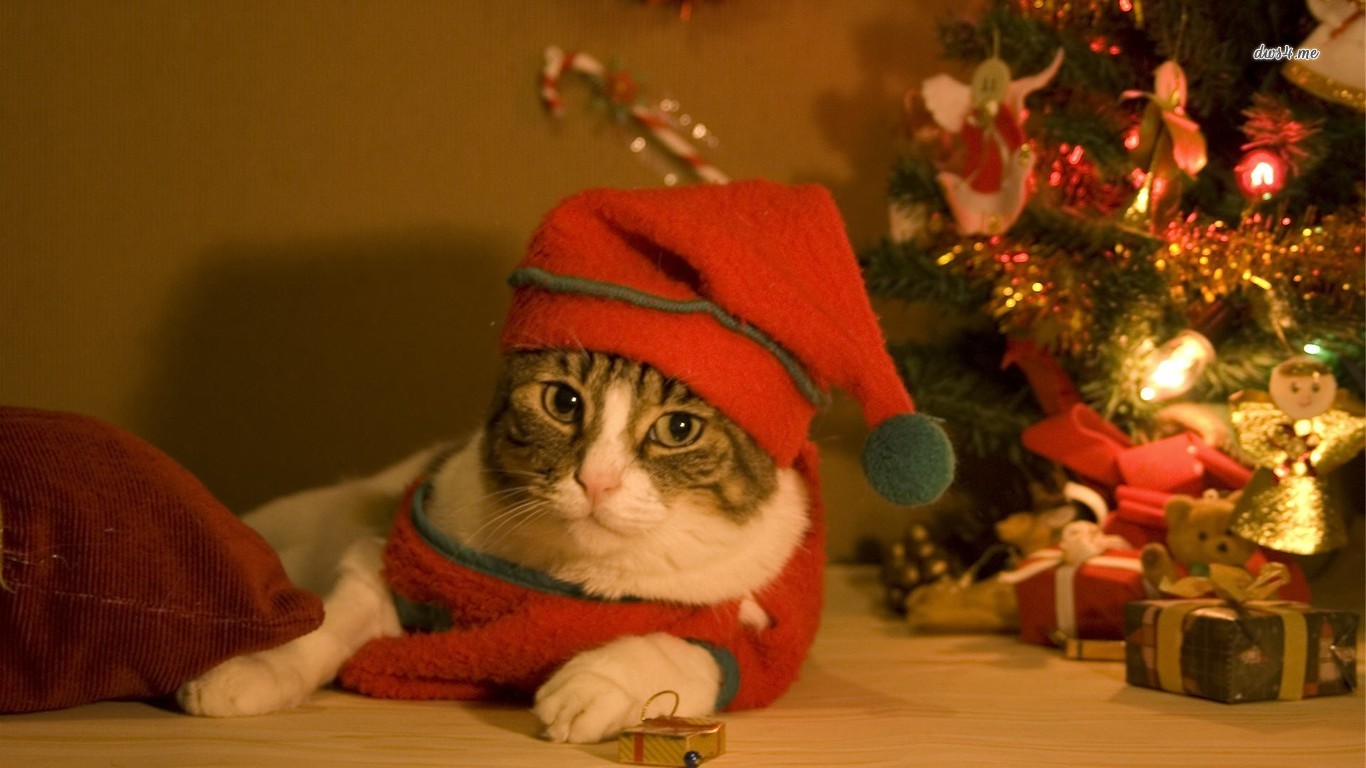 Christmas Cat Wallpaper Animal