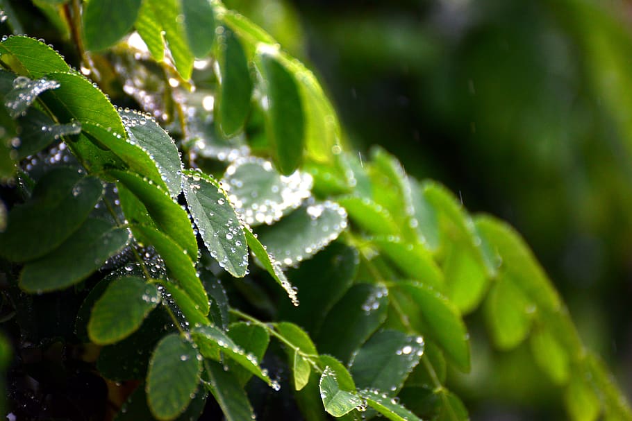 Leaves Rain Raindrop Rainy Weather Drip Wet Plant
