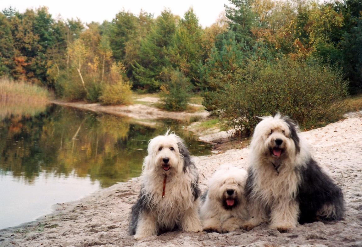 Old English Sheepdog dogs in nature photo and wallpaper Beautiful Old