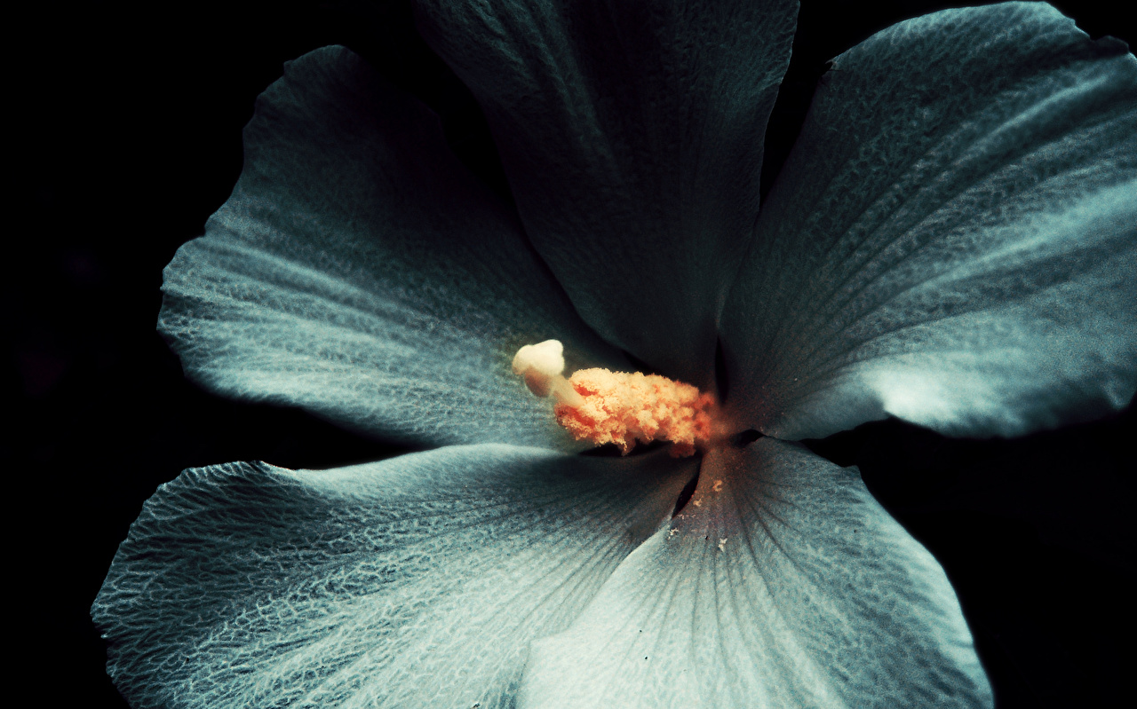 Image Flowers Hibiscus Closeup