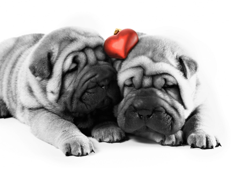 Cute Dog Dogs Valentine Day Animals HD Desktop Wallpaper