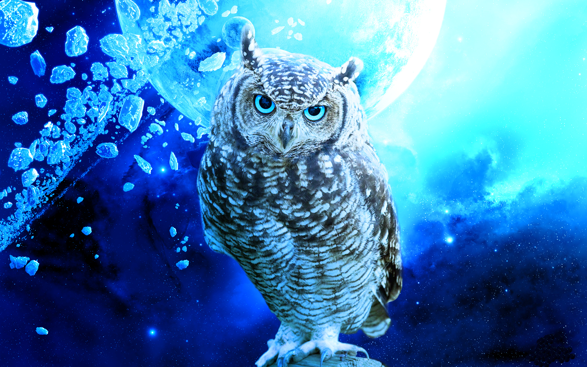 Cute Owl Wallpaper HD