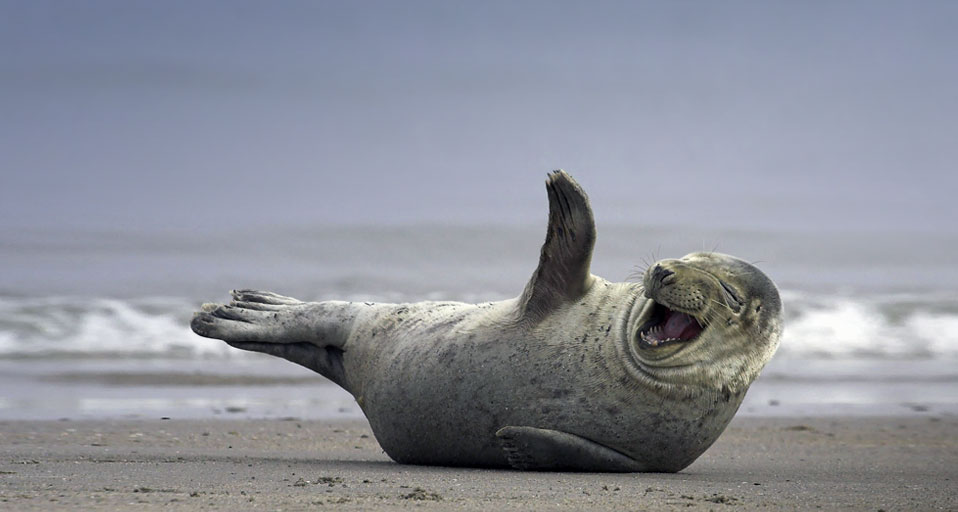Grey Seal On The Beach Near Helgoland Germany Hinrich Baesemann