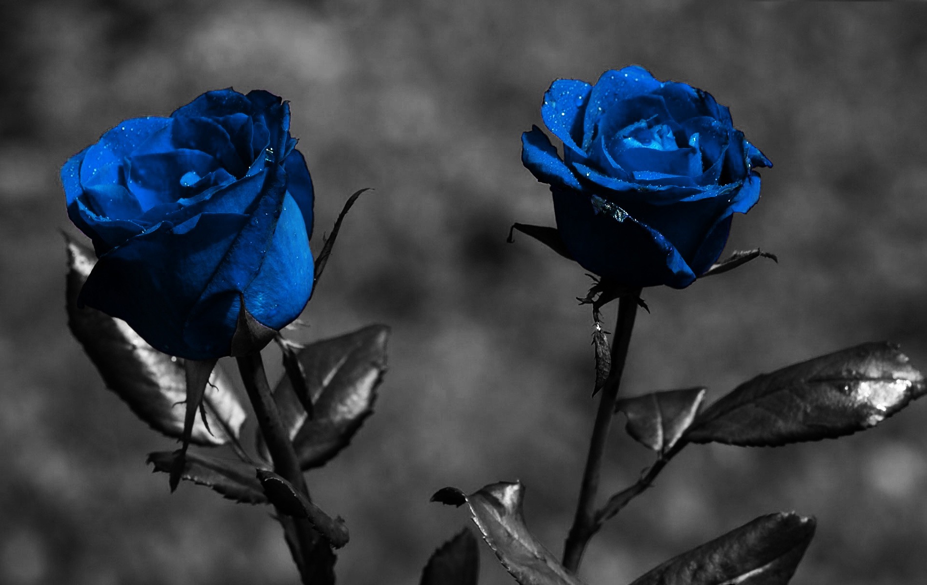 Blue Roses Desktop Wallpaper