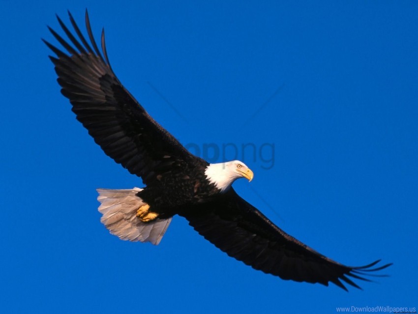 Eagle High Soaring Wallpaper Background Best Stock Photos Toppng