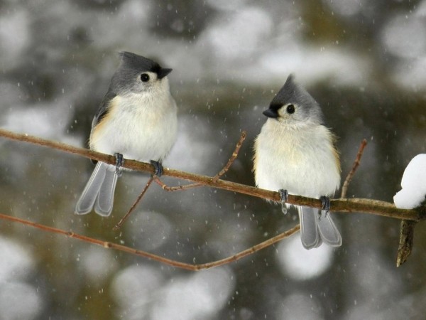 Cute Winter Birds Widescreen Wallpaper Wide