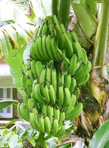 banana tree hd wallpapers banana tree images trees images 441x600