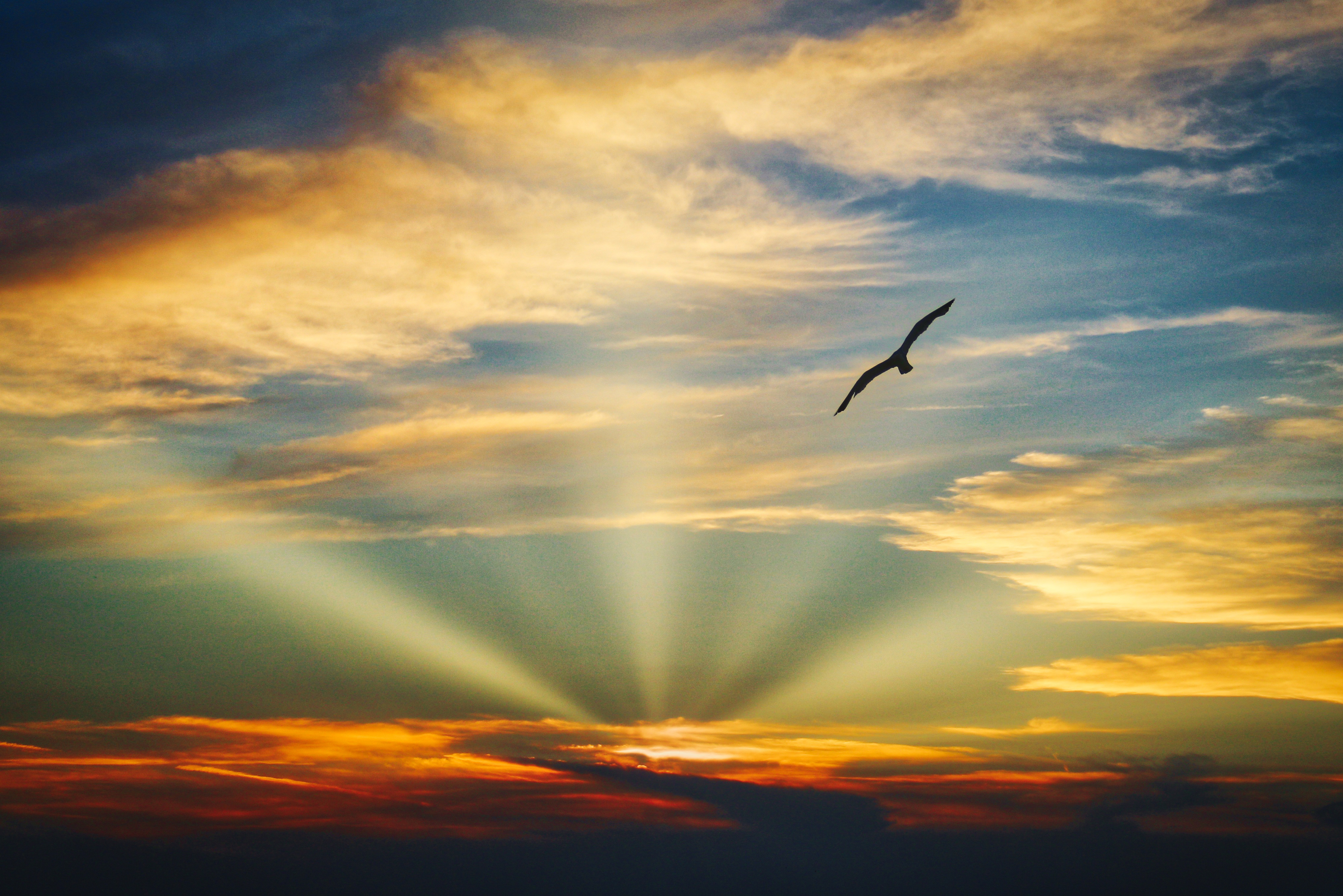 Photos Of Flying Birds Ly Background Blue Wallpaper