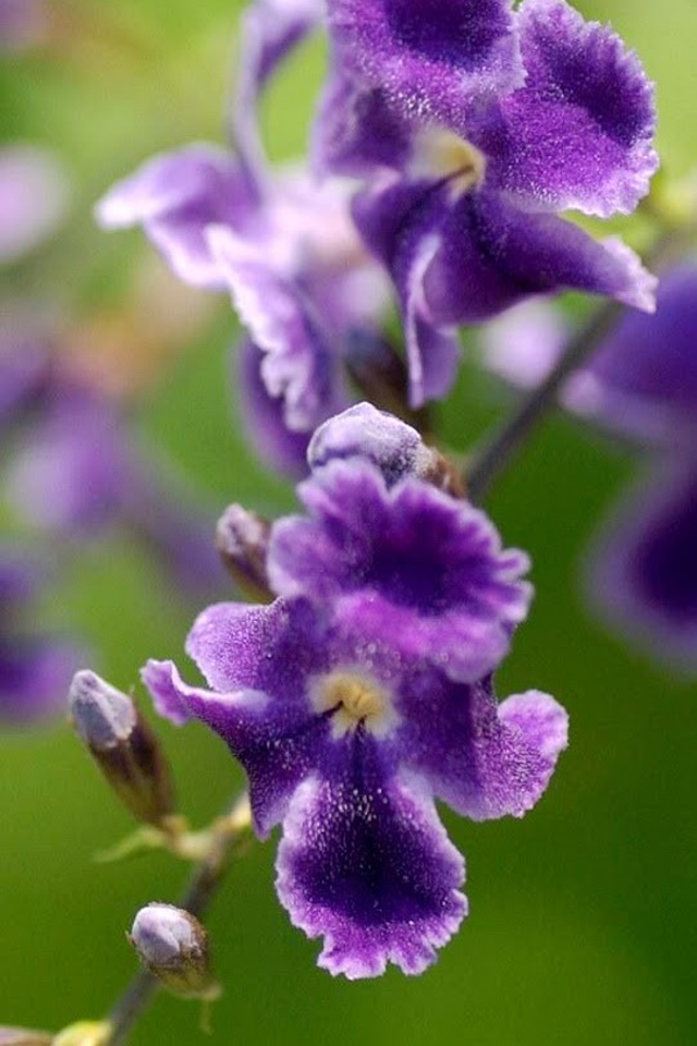 Beautiful Purple Flowers iPhone Wallpaper