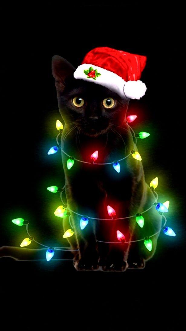 Lori On Kitties Christmas Cats Animals