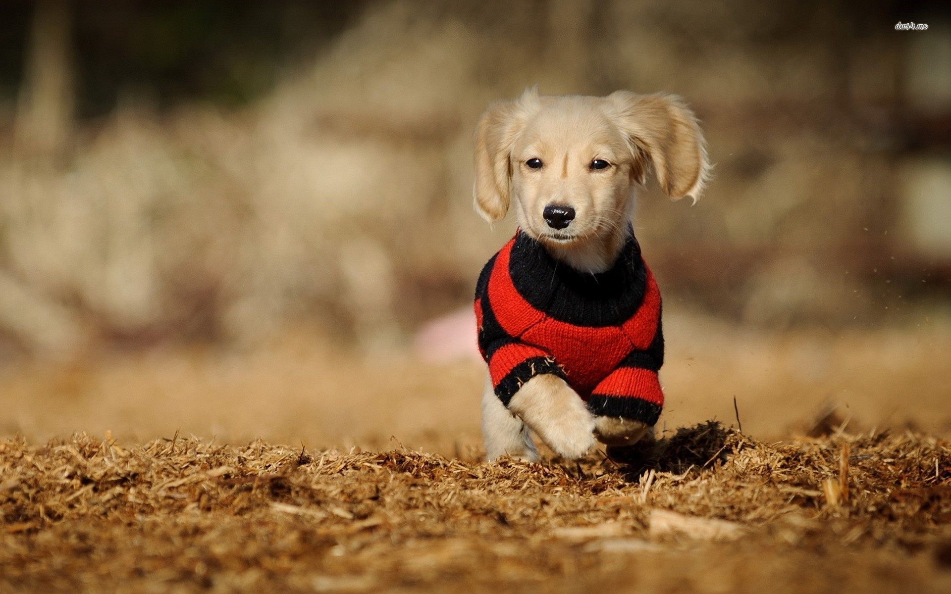 Long Haired Dachshund Puppy Wallpaper Animal