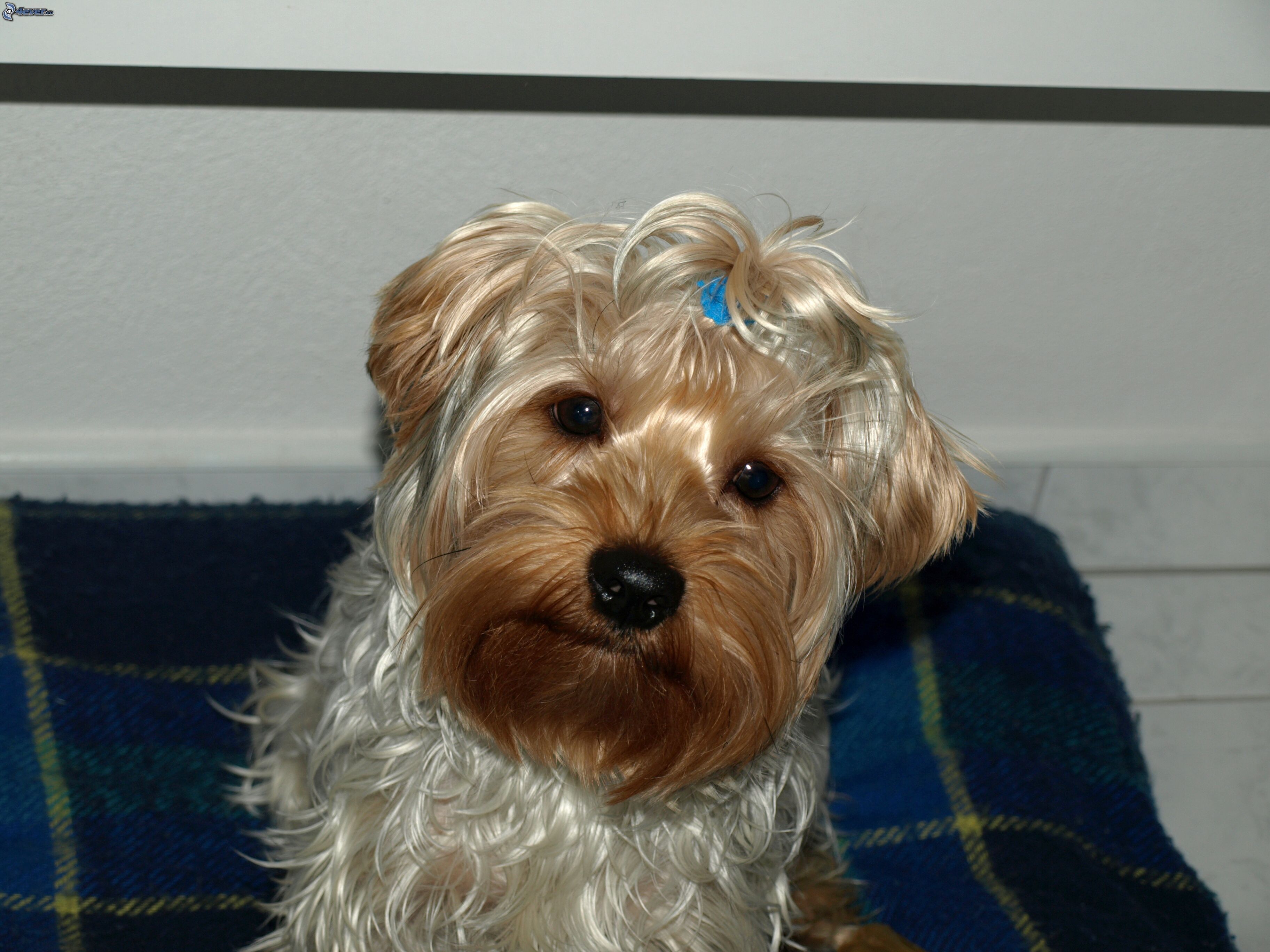 Search Teacup Yorkie Wallpaper All Puppies Pictures And