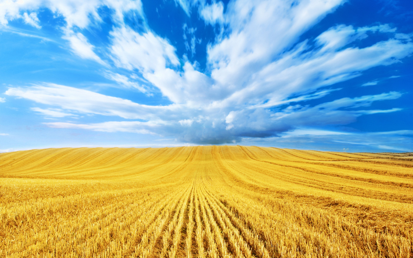 Golden Harvest Blue Clouds Fields Gold Wheat Wallpaper