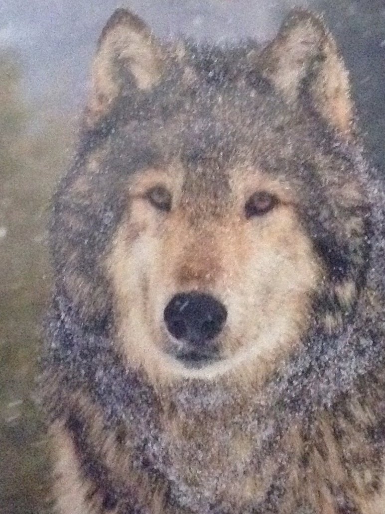 Really Cool Wolf Pictures Image By Allywolfcat101 On
