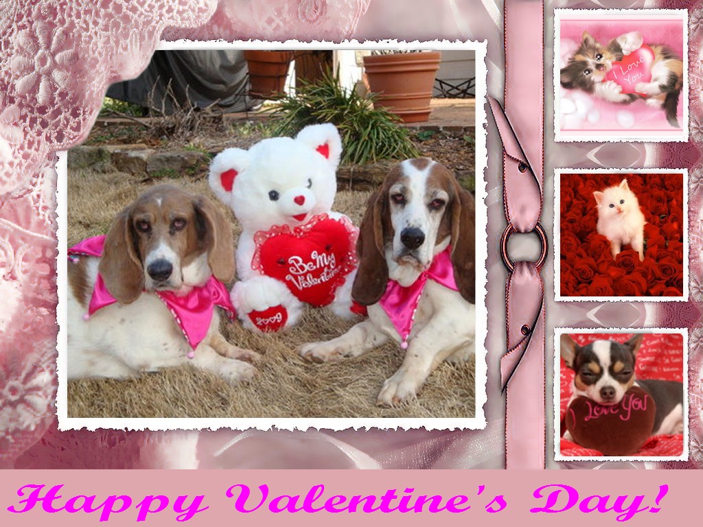 Animal Valentine Wallpaper On