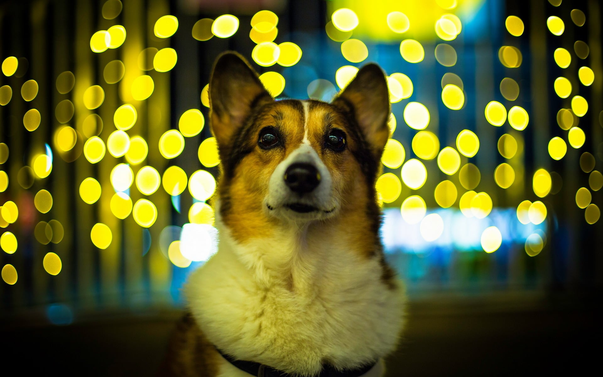 Animal Corgi HD Wallpaper
