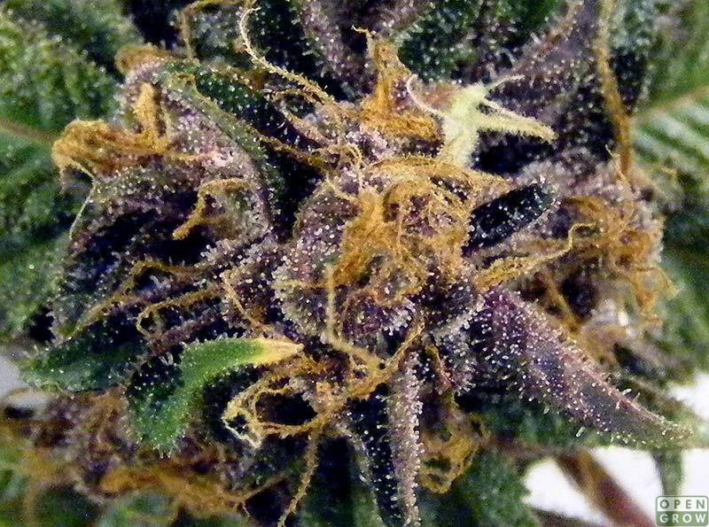 Purple Kush Wallpaper The Is A Lice Lil