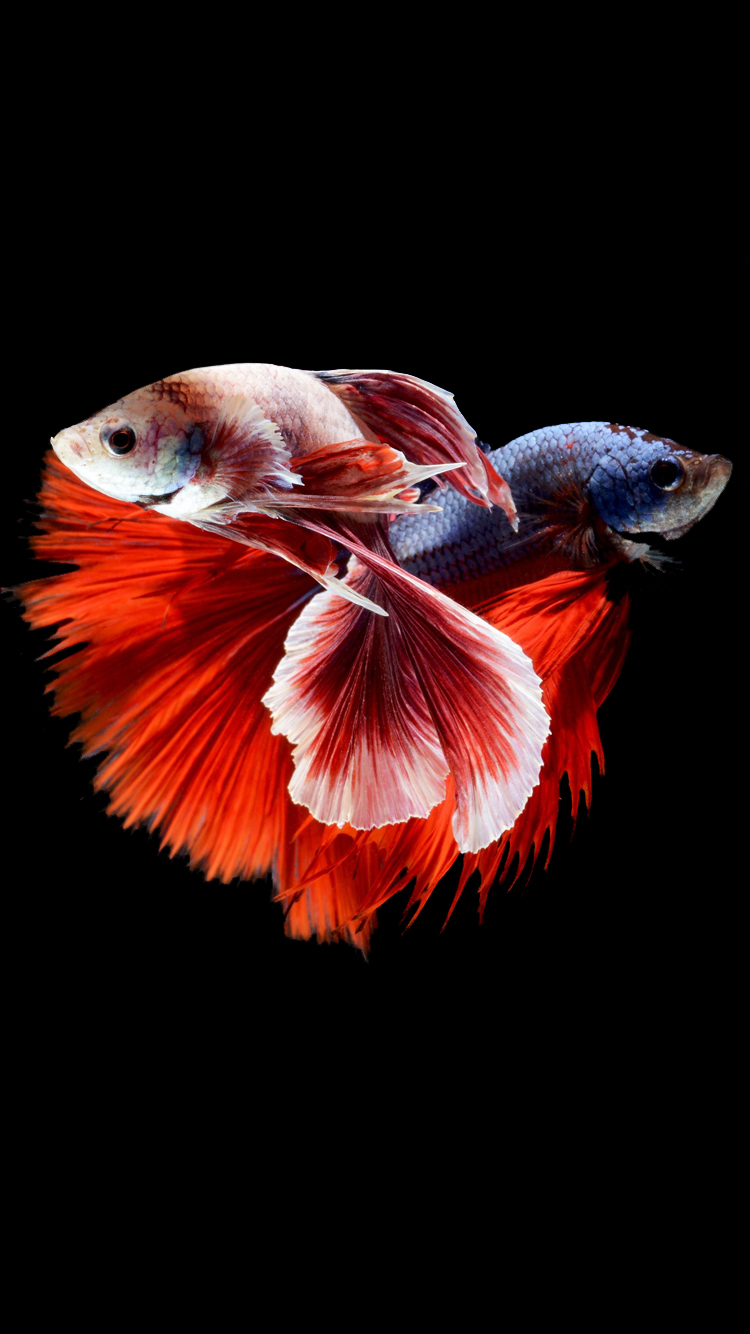 Apple iPhone 6s Wallpaper With Two Betta Fishes Fighting In Dark