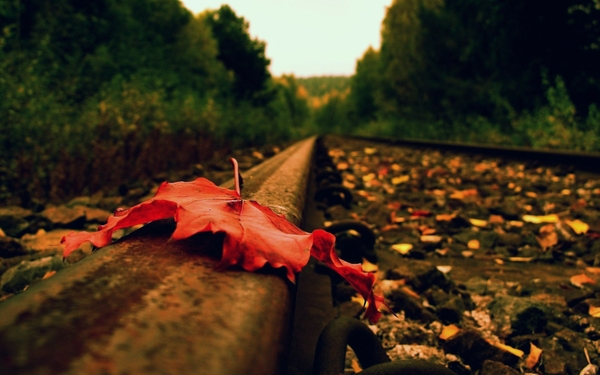 Up Autumn Closeup Railroad Tracks Foliage Wallpaper