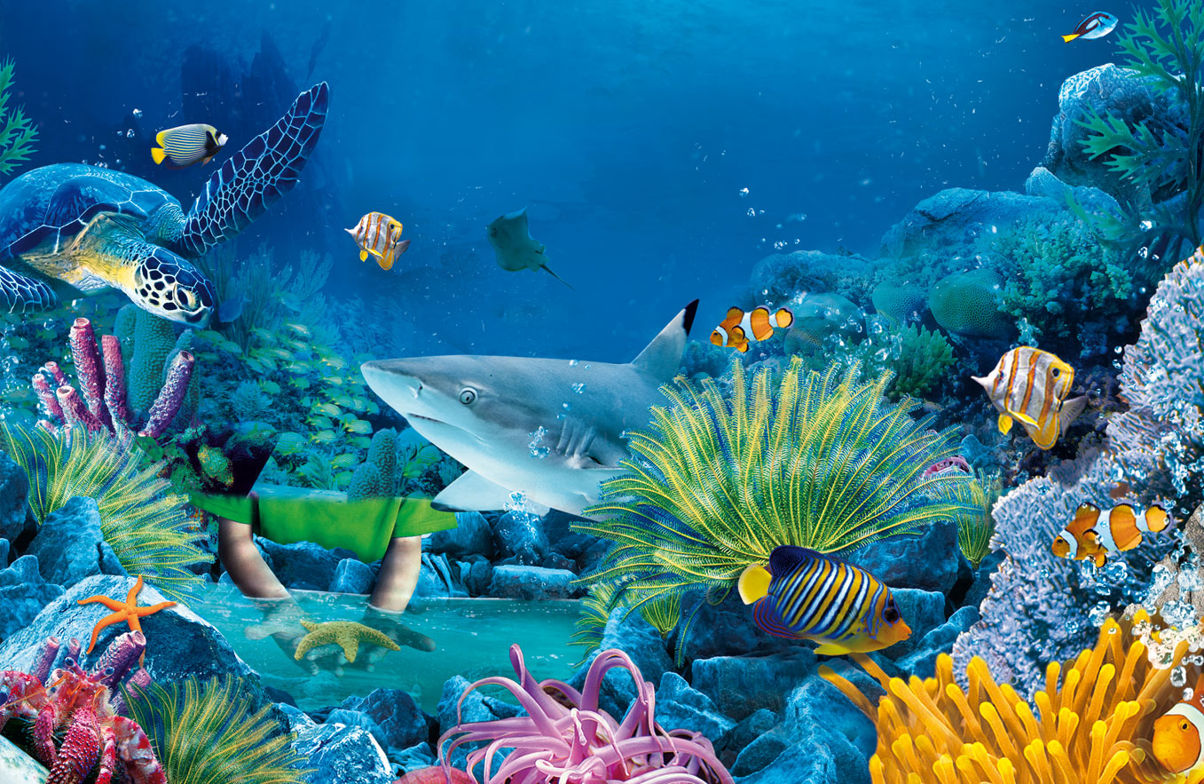 Sea Life HD Wallpapers Backgrounds