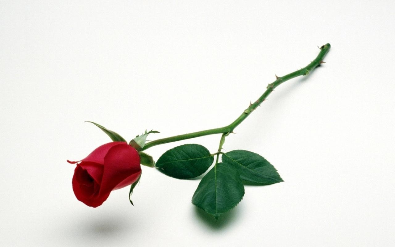 png red rose images single red rose redrosehd rose in white background