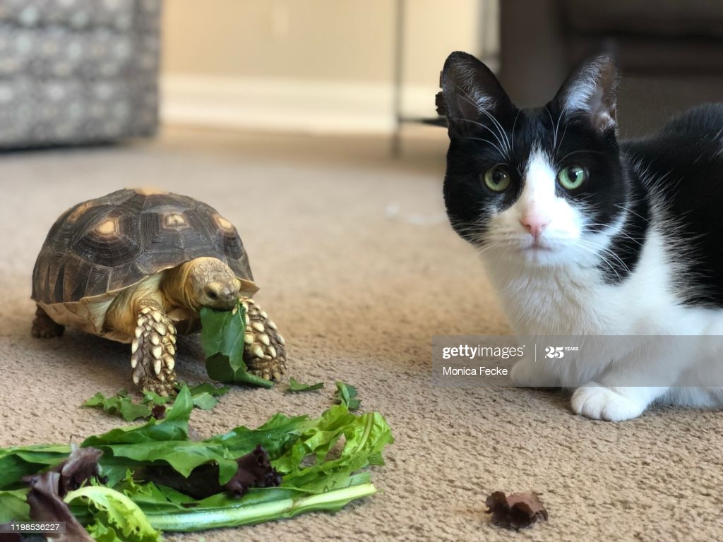Sulcata Tortoise And Cat Being Friends High Res Stock Photo