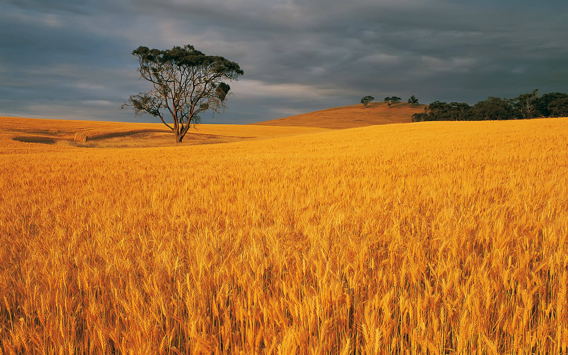 Wheat Field Wallpaper