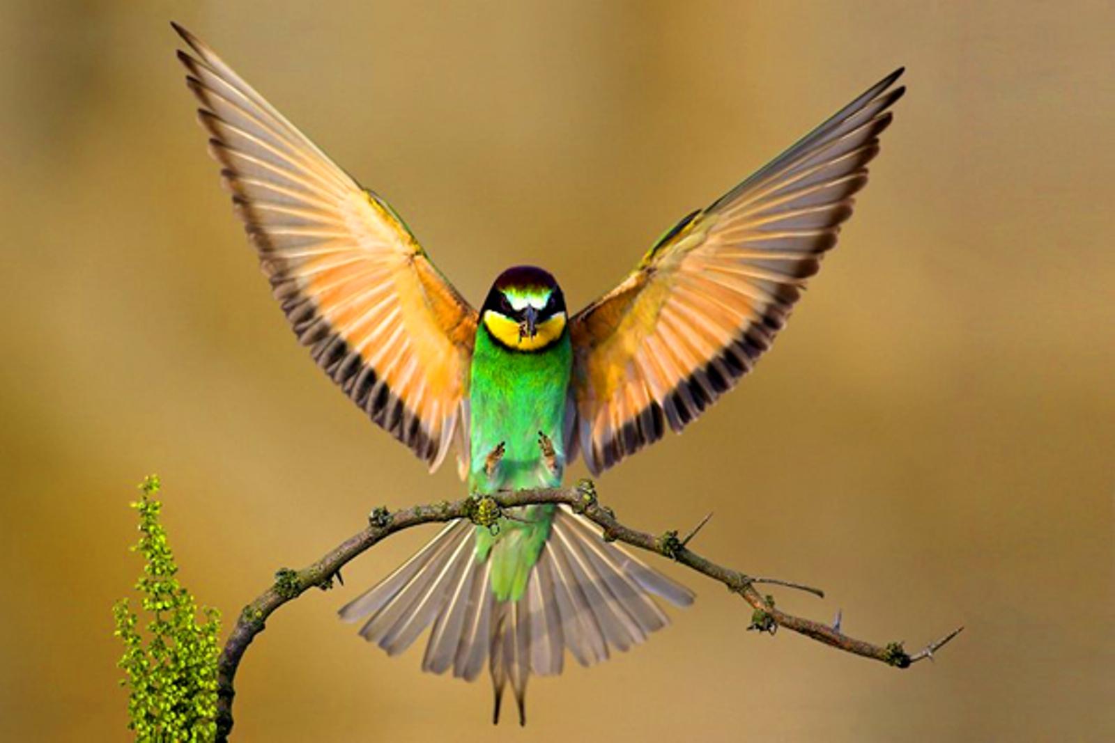 A European Bee-Eater bird with outstretched wings perched on a branch