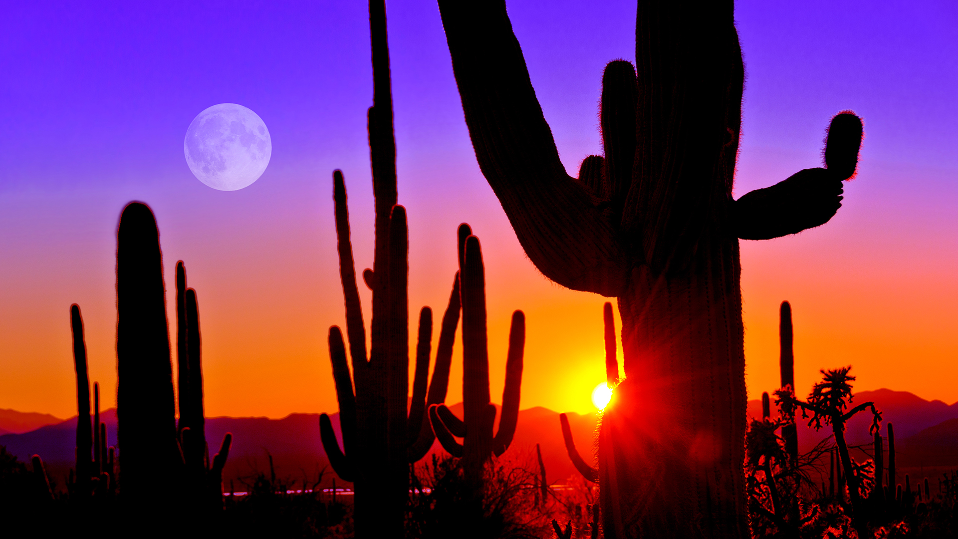 Sunset At Saguaro National Park Near Tucson Arizona Usa